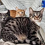 cat, tabby_cat, gray_cat, orange_cat, feline, pet, animal, indoor, cozy, blanket, couch, fur, whiskers, ears, eyes, relaxed, three_animals, domestic, home, curious