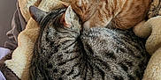 September joined the competition — help win amazing prizes! cat, tabby_cat, ginger_cat, grey_cat, sleeping, curled_up, blanket, soft_texture, sunlight, indoor, cozy, pets, feline, fur, resting, warm, nap, close_up, animal, domestic