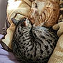 cat, tabby_cat, ginger_cat, grey_cat, sleeping, curled_up, blanket, soft_texture, sunlight, indoor, cozy, pets, feline, fur, resting, warm, nap, close_up, animal, domestic