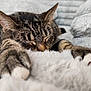 cat, tabby, sleeping, paws, fluffy, blanket, cozy, fur, relaxed, resting, indoor, pet, cute, animal, whiskers, closeup, soft, comfort, nap, home