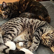 September is registered to the contest to win money with this photo: cat, tabby_cat, tortoiseshell_cat, sleeping, resting, pet, feline, fur, whiskers, paw, cushion, indoor, cozy, relaxed, animal, cute, domestic, two_cats, closeup, laying_down