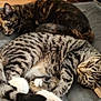 cat, tabby_cat, tortoiseshell_cat, sleeping, resting, pet, feline, fur, whiskers, paw, cushion, indoor, cozy, relaxed, animal, cute, domestic, two_cats, closeup, laying_down