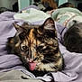 Monkey is registered to the contest to win money with this photo: cat, tortoiseshell, tongue_out, bed, blanket, indoor, feline, fur, pet, cozy, resting, cute, animal, mammal, whiskers, ears, sleepy, soft, domestic, playful