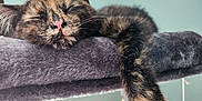 Monkey joined the competition — help win amazing prizes! cat, tortoiseshell, sleeping, nap, fur, paw, plush, perch, indoor, pet, relaxed, cute, whiskers, closeup, animal, soft, feline, resting, cozy, calm