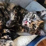 Monkey joined the competition — help win amazing prizes! kitten, cat, tortoiseshell, fur, pet_bed, cozy, indoor, animal, cute, feline, whiskers, mouth_open, pink_nose, paw, relaxed, sleepy, soft, curled_up, resting, domestic_animal