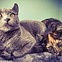 Monkey joined the competition — help win amazing prizes! cat, gray_cat, tortoiseshell_cat, pet, animal, feline, fur, resting, cozy, snuggling, blanket, indoors, closeup, portrait, cute, relaxed, sleepy, whiskers, ears, eyes