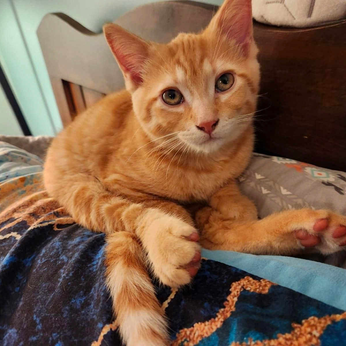 Oliver is registered to the contest to win money with this photo: animal, bed, bedding, cat, closeup, comfort, cute, domestic, ear, feline, fur, indoor, looking, orange_tabby, paw, pet, relaxed, resting, sleepy, whiskers