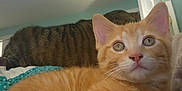Oliver is registered to the contest to win money with this photo: cat, kitten, orange_tabby, striped_cat, indoor, bed, bedding, curious, closeup, feline, pet, animal, domestic, resting, whiskers, ears, eyes, door, room, soft_lighting