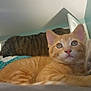 cat, kitten, orange_tabby, striped_cat, indoor, bed, bedding, curious, closeup, feline, pet, animal, domestic, resting, whiskers, ears, eyes, door, room, soft_lighting