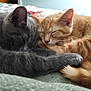 cat, kitten, sleeping, gray_cat, orange_tabby, pets, cute, furry, close_up, indoors, cozy, resting, animals, friendship, bed, blanket, soft, fur, napping, companion