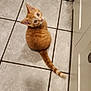 cat, orange_tabby, floor, tile, curious, looking_up, indoor, pet, feline, whiskers, ears, tail, home, kitchen, rug, basket, cozy, cute, animal, domestic