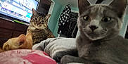 Quinn is registered to the contest to win money with this photo: cat, tabby_cat, grey_cat, orange_cat, bed, blanket, indoor, living_room, television, furniture, curious, resting, pets, domestic_animal, cozy, open_closet, clothing, lamp, ceiling_fan, wooden_dresser