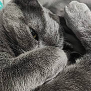 Quinn is registered to the contest to win money with this photo: cat, gray_cat, feline, close_up, fur, pet, sleepy, cozy, paw, eye, whiskers, indoor, resting, cute, animal, mammal, soft, relaxed, companion, domestic_cat
