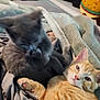 Quinn joined the competition — help win amazing prizes! cat, kitten, ginger_cat, gray_cat, pets, feline, animal, cozy, blanket, indoors, cute, fur, sleepy, resting, paw, whiskers, domestic_animal, young, companion, relaxing