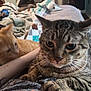 Vlad is registered to the contest to win money with this photo: cat, kitten, tabby_cat, pet, animal, lap, person, arm, tattoo, blanket, bed, indoor, furniture, slippers, comfort, domestic, curious, closeup, resting, cozy
