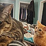 Vlad joined the competition — help win amazing prizes! cat, tabby_cat, orange_cat, kitten, bed, blanket, indoor, cozy, furniture, curious, pet, animal, fur, whiskers, relaxing, domestic, sleeping_area, tablet, curtains, clothing