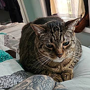 Vlad joined the competition — help win amazing prizes! cat, tabby_cat, tattoo, tattooed_legs, bed, blanket, indoor, curtain, window, pattern, resting, animal, pet, feline, close_up, fur, whiskers, person, relaxing, soft_light