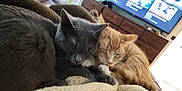 Aslen joined the competition — help win amazing prizes! cat, cats, sleeping, cozy, gray_cat, orange_cat, pets, blanket, indoors, furniture, dresser, television, relaxing, snuggling, soft, cute, fur, resting, closeup, home
