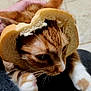 Aslen is registered to the contest to win money with this photo: cat, bread, pet, animal, orange_tabby, white_paws, hand, floor, tile_floor, closeup, cute, funny, costume, domestic_cat, whiskers, fur, indoors, pet_owner, headwear, playful