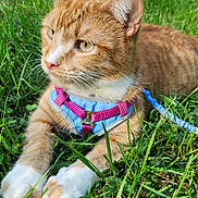 Aslen is registered to the contest to win money with this photo: cat, ginger_cat, animal, pet, grass, outdoor, leash, harness, nature, sunlight, fur, whiskers, closeup, relaxing, paws, greenery, daylight, cute, mammal, summer