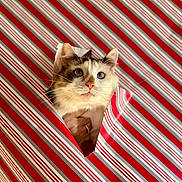 Nalah is registered to the contest to win money with this photo: blue_eyes, cat, closeup, curious, cute, face, feline, fluffy, gift, hand, heart_shaped_hole, holding, holiday, indoor, pet, pink_nose, red_stripes, whiskers, white_stripes, wrapping_paper