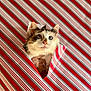 blue_eyes, cat, closeup, curious, cute, face, feline, fluffy, gift, hand, heart_shaped_hole, holding, holiday, indoor, pet, pink_nose, red_stripes, whiskers, white_stripes, wrapping_paper