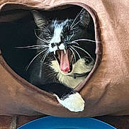 Jax joined the competition — help win amazing prizes! cat, tuxedo_cat, black_and_white, pet, animal, open_mouth, yawning, teeth, whiskers, ears, paw, cozy, fabric_tunnel, blanket, indoor, portrait, close_up, funny, dramatic_expression, blue_object