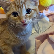 Murphy joined the competition — help win amazing prizes! animal, bed, blanket, cat, close_up, curious, cute, domestic_cat, eyes, fur, indoor, kitten, orange_tabby, pet, playful, plush_toy, small, soft, whiskers, young