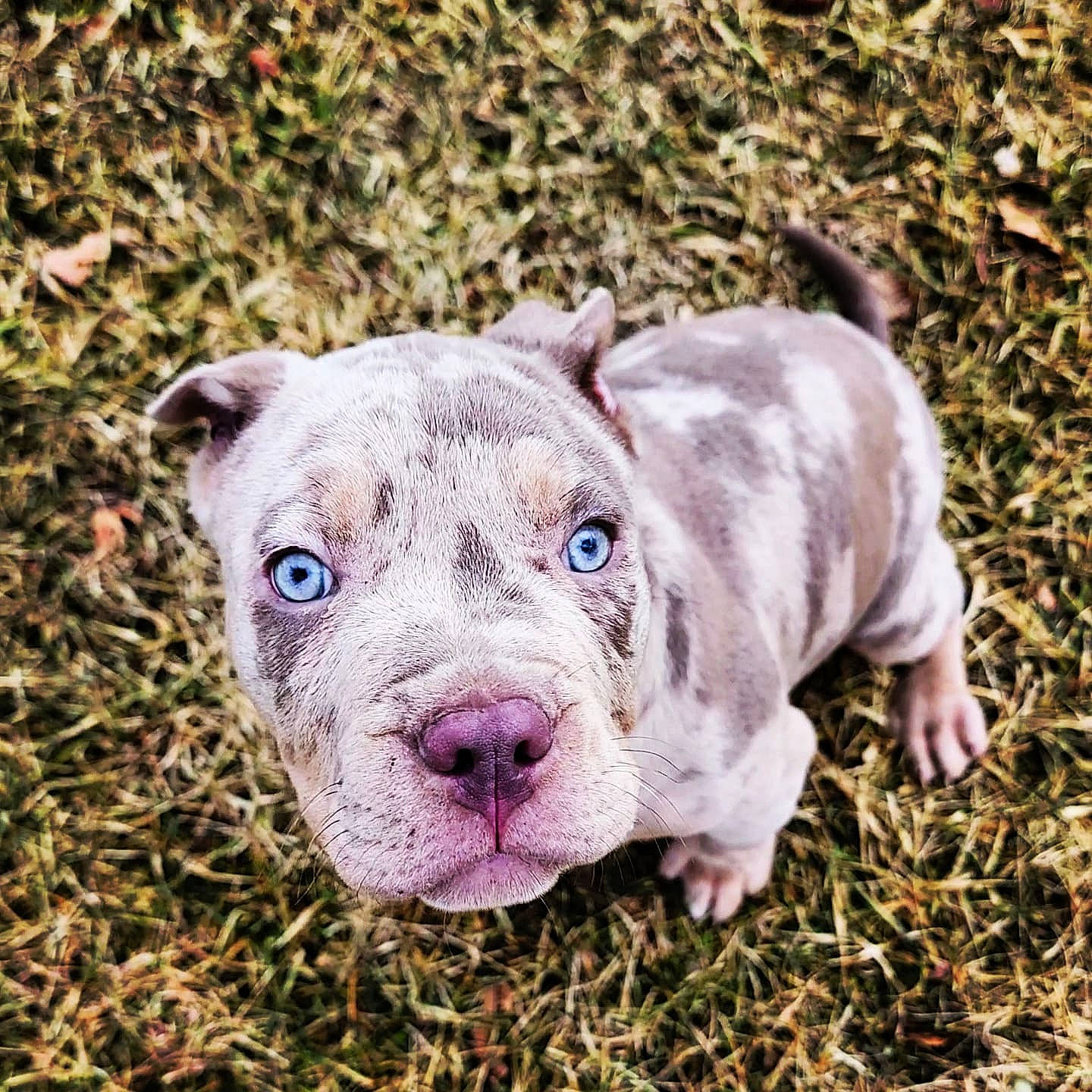 Apollo is registered to the contest to win money with this photo: ancient_dog_breeds, canidae, carnivore, collar, companion_dog, dog, dog_breed, dog_collar, fawn, grass, non_sporting_group, snout, sporting_group, terrestrial_animal, whiskers, working_animal, working_dog, wrinkle