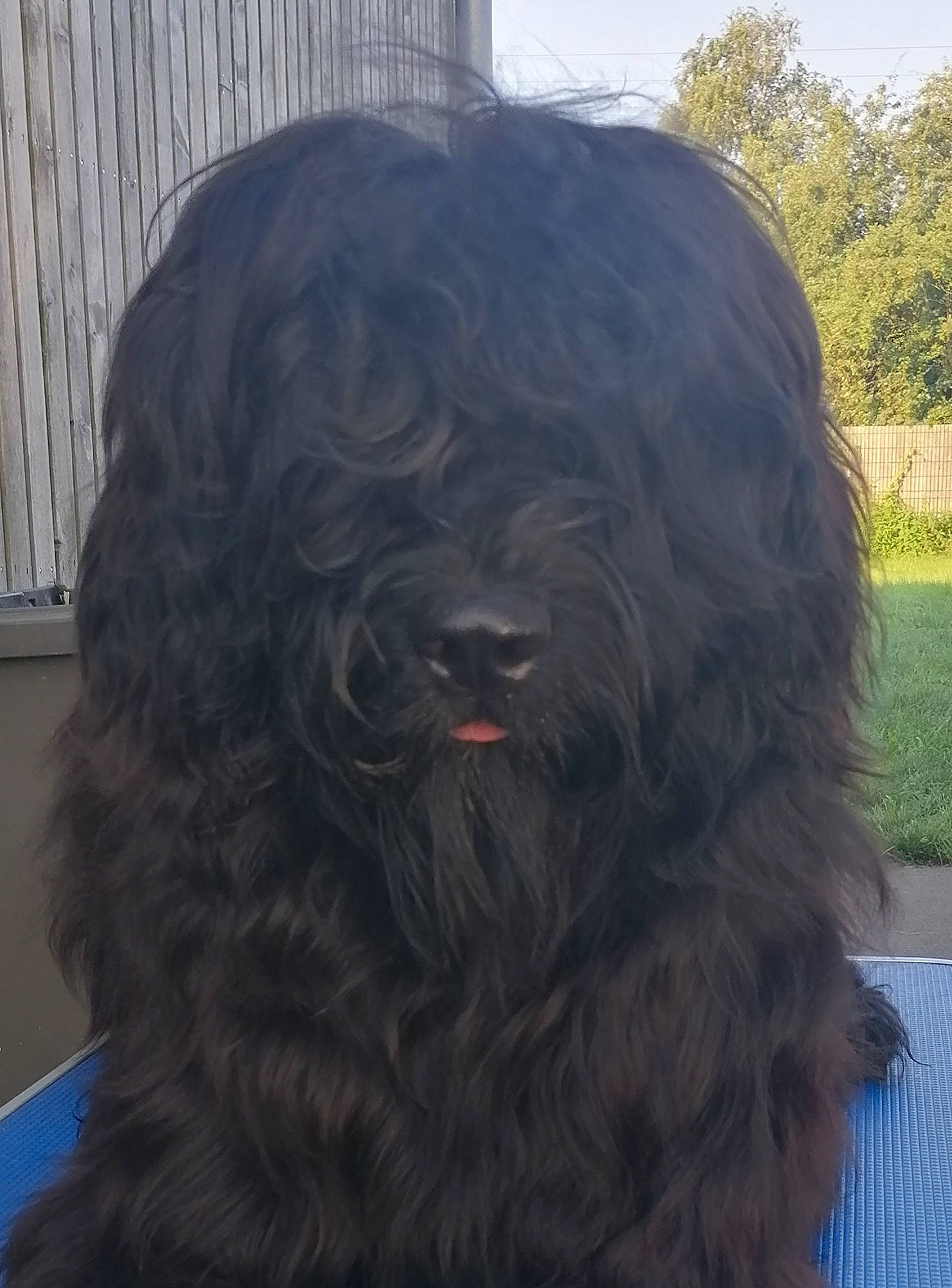 Raven participe au concours pour gagner de l'argent avec cette photo : automotive_tire, canidae, carnivore, companion_dog, dog, dog_breed, fur, giant_dog_breed, liver, non_sporting_group, plant, sky, sporting_group, tar, tire, toy_dog, tree, water_dog, working_animal, working_dog