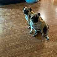 Ozzy And Jake is registered to the contest to win money with this photo: dog, pug, pet, animal, floor, wooden_floor, indoor, dog_bed, furniture, home, cute, sitting, two_dogs, looking_up, companion, domestic, mammal, small_dog, canine, room