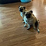 dog, pug, pet, animal, floor, wooden_floor, indoor, dog_bed, furniture, home, cute, sitting, two_dogs, looking_up, companion, domestic, mammal, small_dog, canine, room