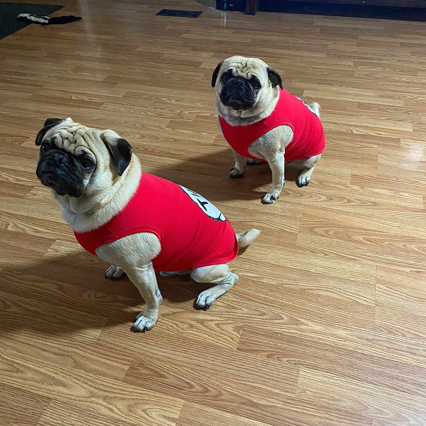 Ozzy And Jake is registered to the contest to win money with this photo: dog, pug, pet, indoor, floor, wooden_floor, red_shirt, clothing, animal, cute, sitting, two_dogs, domestic_animal, companion, fur, ears, tail, face, room, furniture