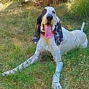 Gustave participe au concours pour gagner de l'argent avec cette photo : dog, canine, outdoor, grass, forest, tree, nature, pet, animal, tongue_out, relaxed, sunlight, greenery, collar, lying_down, happy, summer, daytime, mammal, spot
