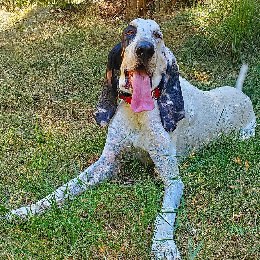 Gustave participe au concours pour gagner de l'argent avec cette photo : animal, canine, collar, daytime, dog, forest, grass, greenery, happy, lying_down, mammal, nature, outdoor, pet, relaxed, spot, summer, sunlight, tongue_out, tree