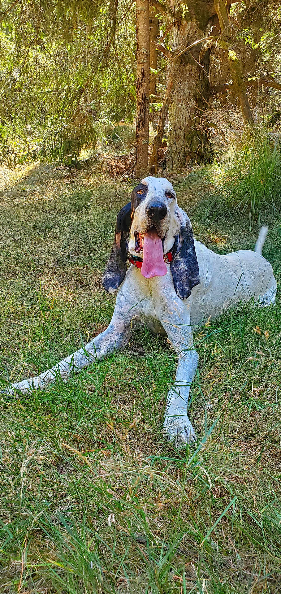 Gustave participe au concours pour gagner de l'argent avec cette photo : dog, canine, outdoor, grass, forest, tree, nature, pet, animal, tongue_out, relaxed, sunlight, greenery, collar, lying_down, happy, summer, daytime, mammal, spot