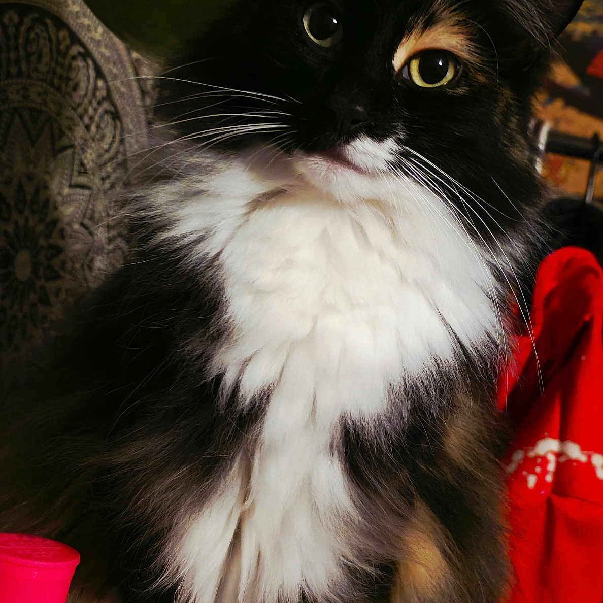 Izzy is registered to the contest to win money with this photo: animal, black_and_white, brown, cat, close_up, curious, cute, domestic_cat, eyes, feline, fluffy, fur, indoor, patterned_wall, paws, pet, red_cloth, sitting, whiskers, wooden_surface