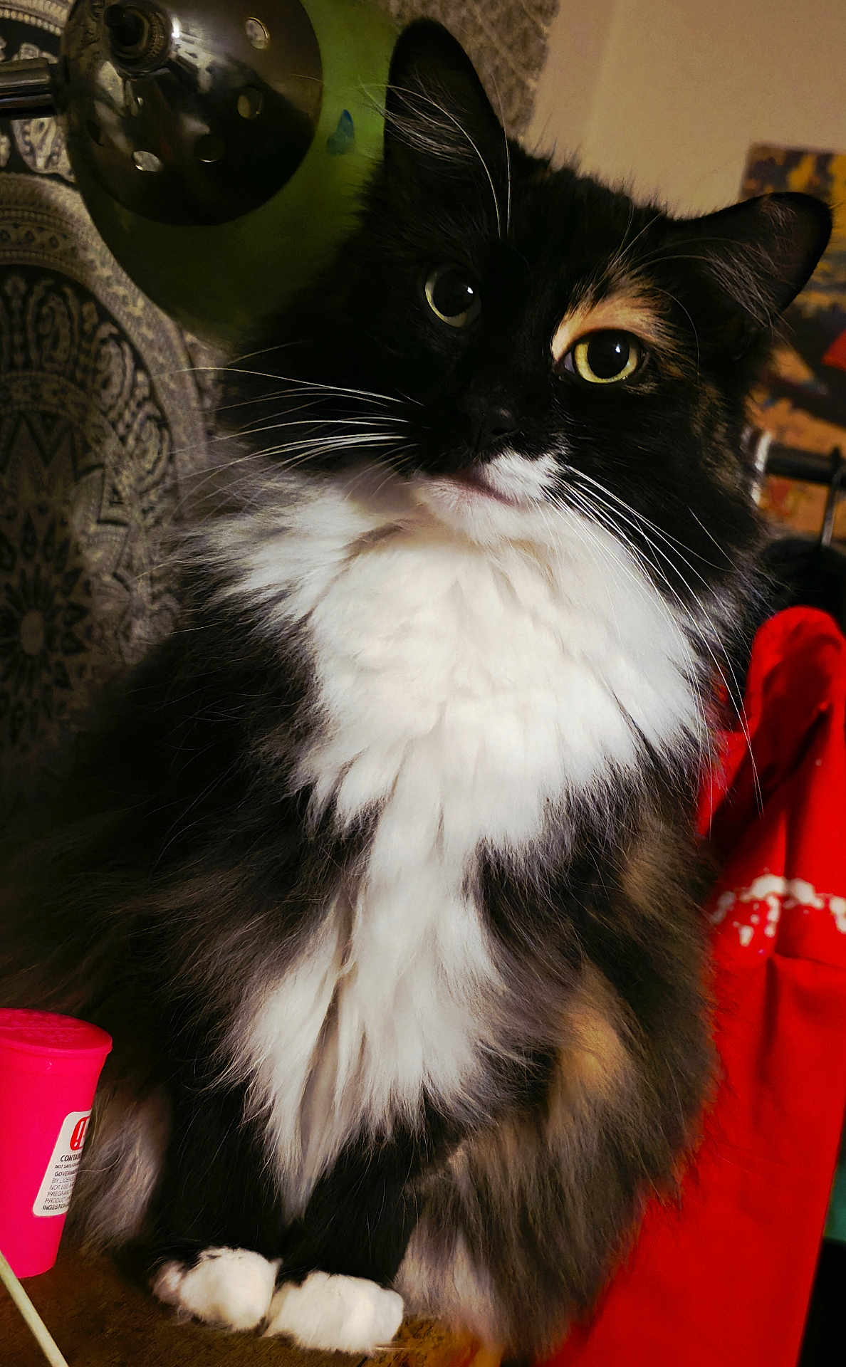 Izzy