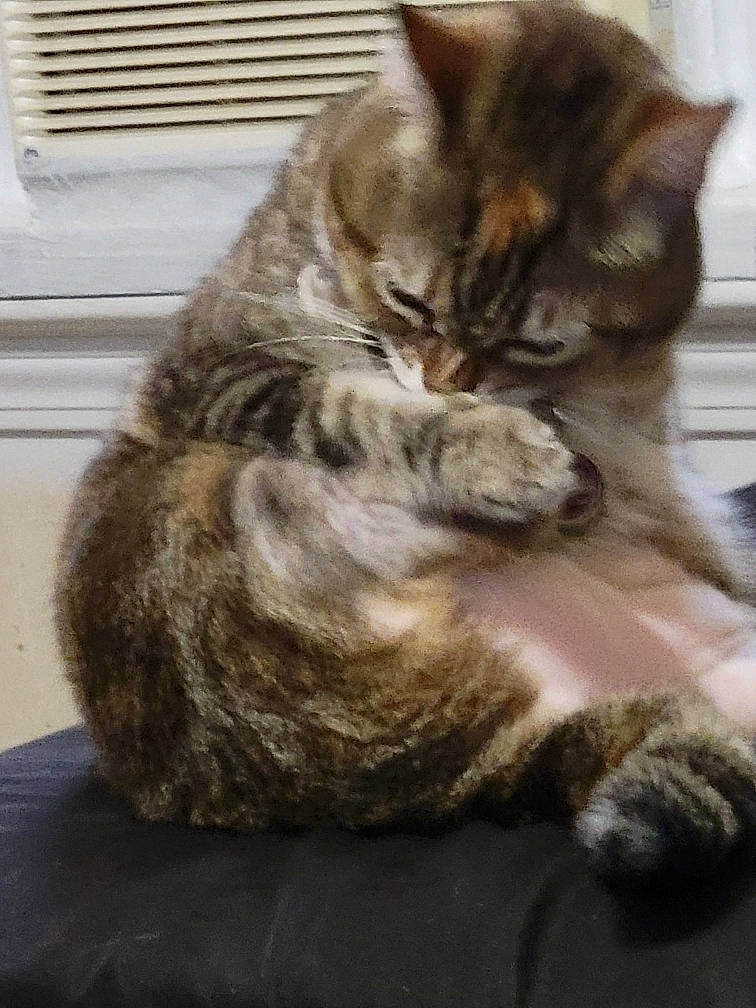 Meatball joined the competition — help win amazing prizes! carnivore, cat, claw, comfort, domestic_short_haired_cat, felidae, fur, grey, nap, paw, sitting, sleep, small_to_medium_sized_cats, snout, tail, terrestrial_animal, whiskers