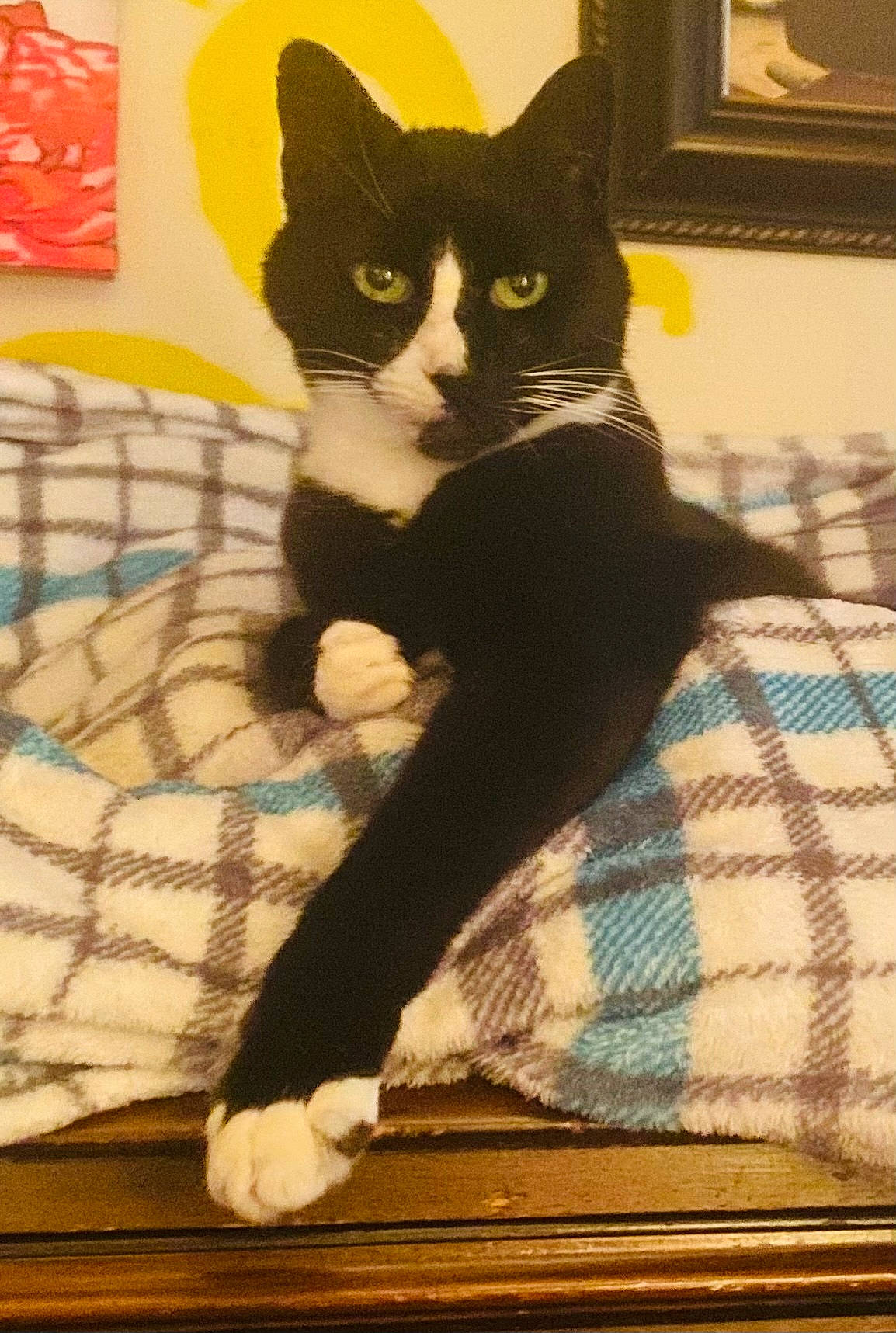 Yahtzee joined the competition — help win amazing prizes! black_cat, carnivore, cat, comfort, domestic_short_haired_cat, felidae, floor, flooring, fur, human_leg, linens, pattern, paw, plaid, small_to_medium_sized_cats, snout, stairs, tail, whiskers, wood