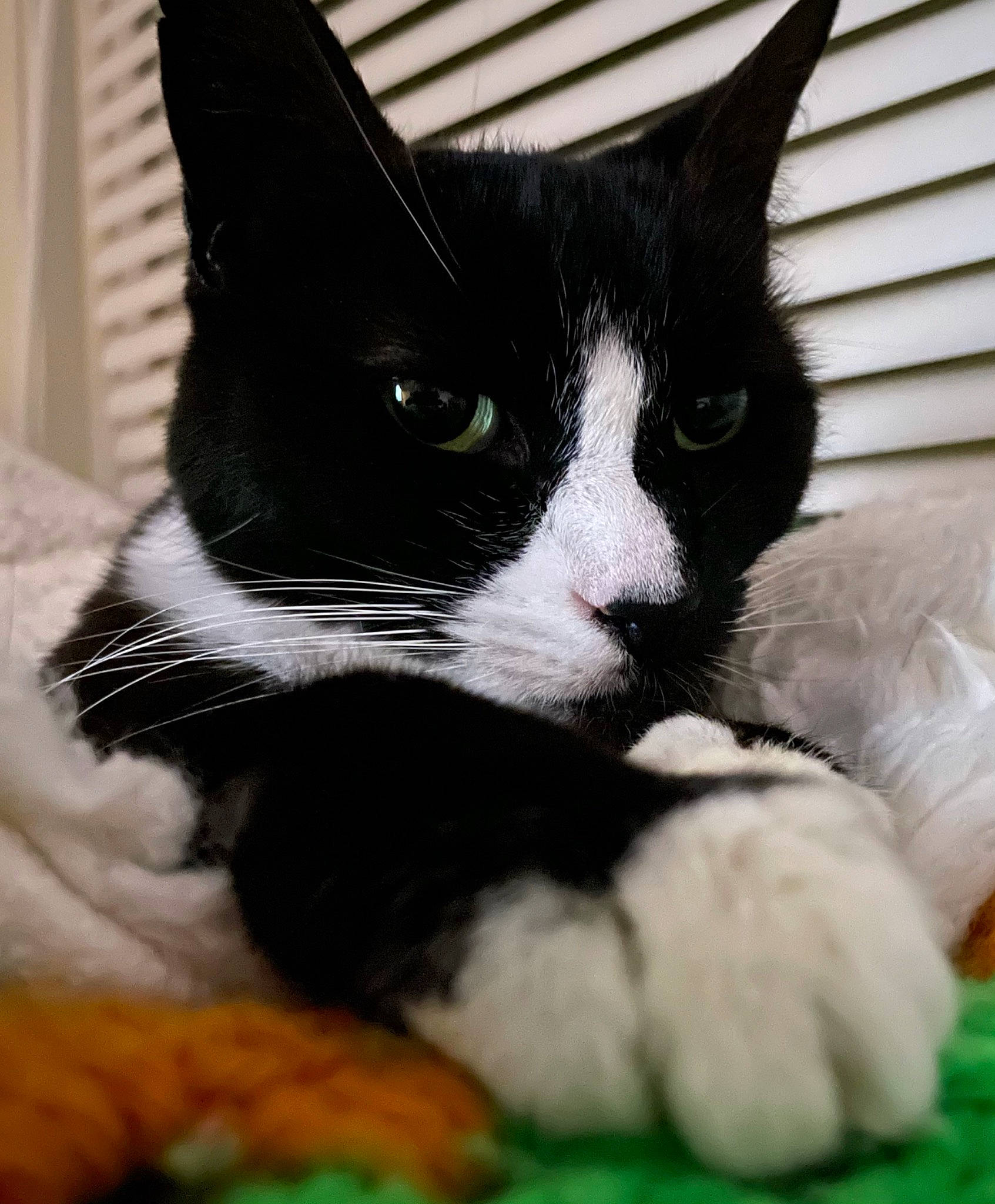 Yahtzee joined the competition — help win amazing prizes! carnivore, cat, claw, comfort, domestic_short_haired_cat, felidae, foot, fur, grass, paw, small_to_medium_sized_cats, snout, tail, terrestrial_animal, whiskers