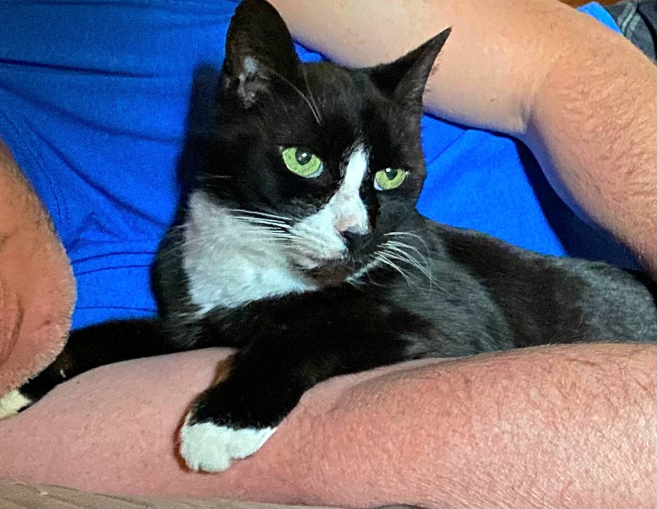 Yahtzee is registered to the contest to win money with this photo: black_cat, carnivore, cat, claw, comfort, domestic_short_haired_cat, electric_blue, felidae, finger, foot, fur, gesture, human_leg, lap, paw, small_to_medium_sized_cats, snout, tail, thigh, whiskers