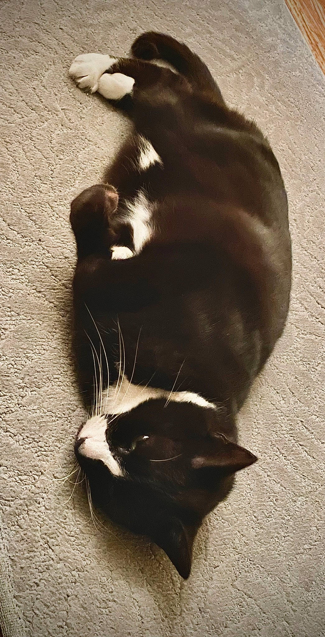 Yahtzee is registered to the contest to win money with this photo: black_cat, canidae, carnivore, cat, comfort, dog_breed, domestic_short_haired_cat, felidae, fur, monochrome_photography, paw, shadow, small_to_medium_sized_cats, snout, sporting_group, tail, terrestrial_animal, tints_and_shades, whiskers, wood