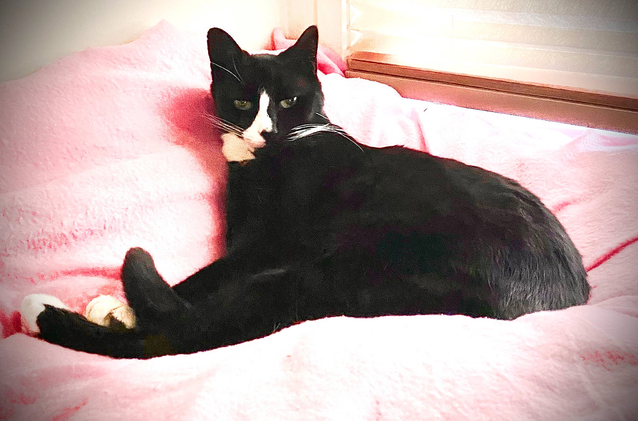 Yahtzee joined the competition — help win amazing prizes! black_cat, carmine, carnivore, cat, claw, comfort, domestic_short_haired_cat, eye, felidae, foot, fur, head, paw, sitting, small_to_medium_sized_cats, snout, tail, terrestrial_animal, tints_and_shades, whiskers