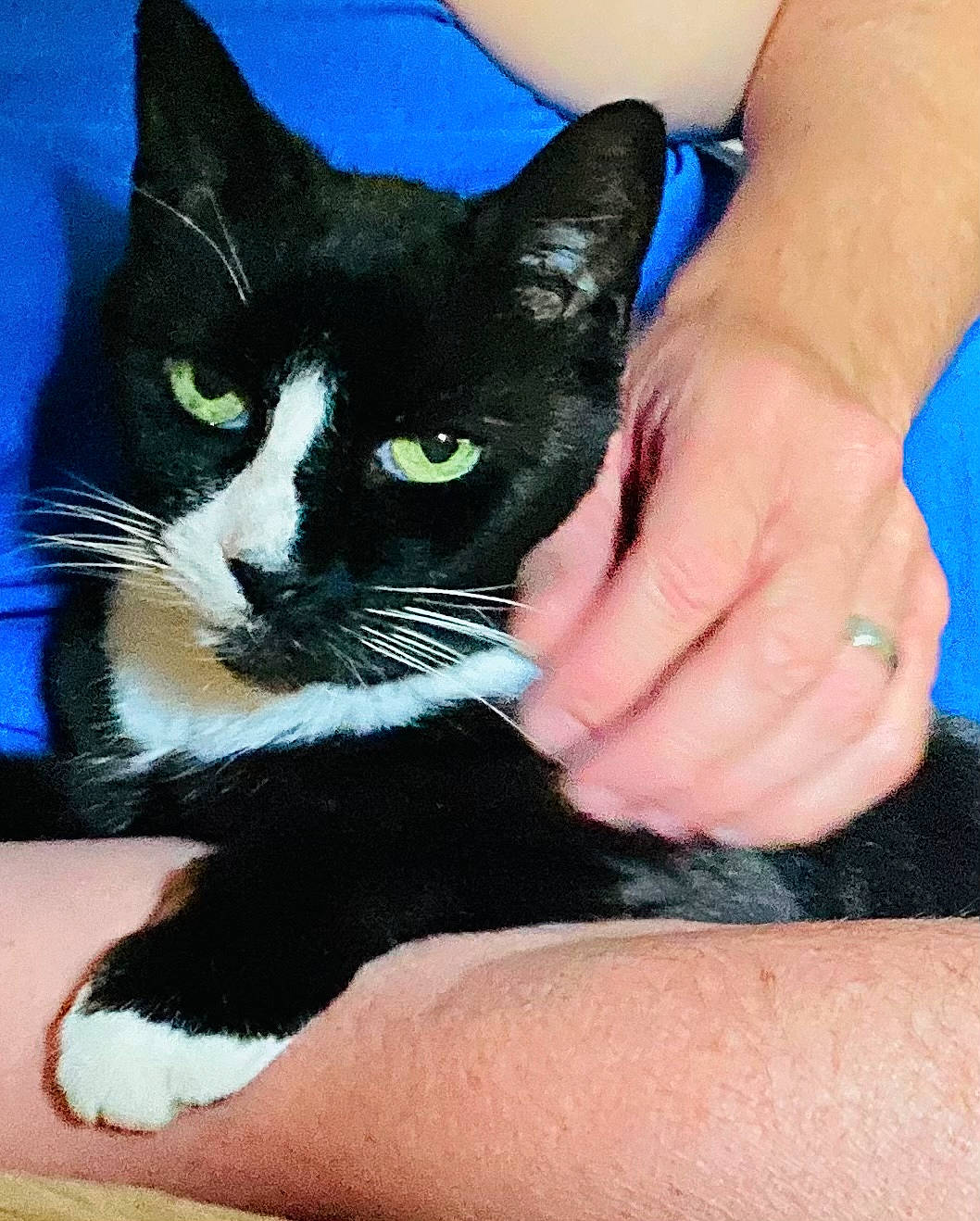 Yahtzee is registered to the contest to win money with this photo: carnivore, cat, comfort, domestic_short_haired_cat, electric_blue, felidae, finger, foot, fur, gesture, hand, head, human_leg, nail, small_to_medium_sized_cats, snout, thigh, thumb, whiskers, wrist