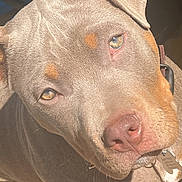 Wutcherson joined the competition — help win amazing prizes! brown_fur, close_up, collar, cute, dog, dog_tag, ears, expression, eyes, face, fur, golden_eyes, muzzle, nose, pet, pitbull, portrait, sunlight, tan_markings, whiskers