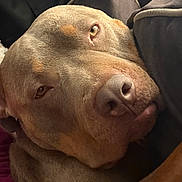 Wutcherson joined the competition — help win amazing prizes! dog, pitbull, pet, brown_fur, muzzle, nose, eye, close_up, portrait, indoors, sofa, couch, pillow, relaxed, sleepy, cozy, companion, whiskers, snout, fur