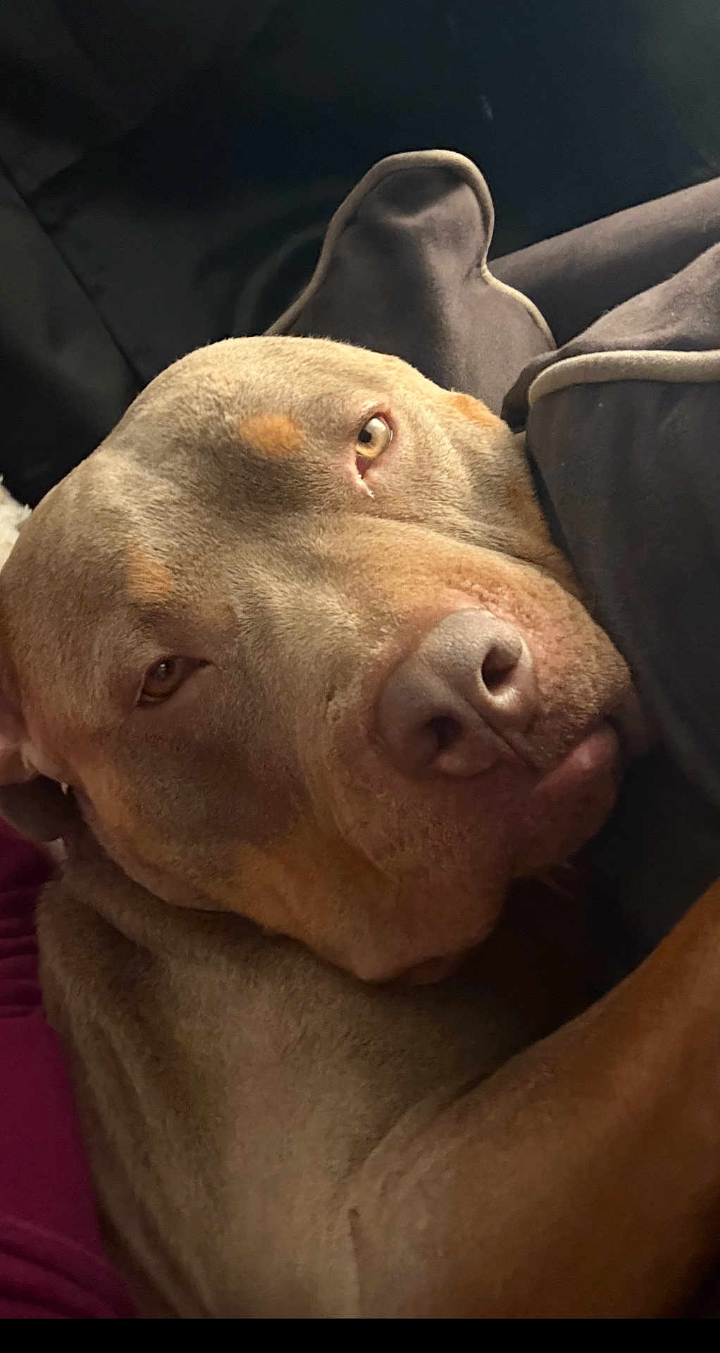 Wutcherson joined the competition — help win amazing prizes! dog, pitbull, pet, brown_fur, muzzle, nose, eye, close_up, portrait, indoors, sofa, couch, pillow, relaxed, sleepy, cozy, companion, whiskers, snout, fur