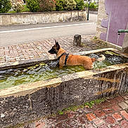 Victoria a rejoint le concours — aidez-le/la à gagner de superbes lots ! building, bushes, canine, cobblestone, daytime, dog, greenery, leash, nature, outdoor, pet, relaxation, rustic, sidewalk, stone_trough, street, summer, village, water, water_flow