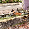 building, bushes, canine, cobblestone, daytime, dog, greenery, leash, nature, outdoor, pet, relaxation, rustic, sidewalk, stone_trough, street, summer, village, water, water_flow